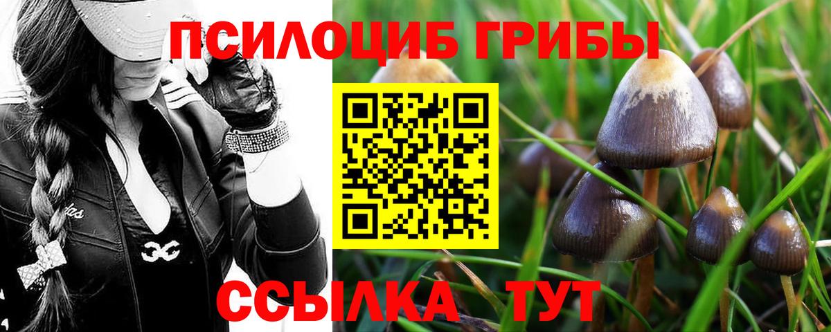Галлюциногенные грибы Psilocybe  Вход с VPN  Владимир 