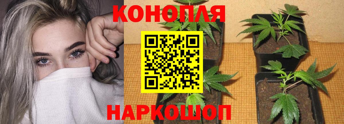Конопля семена Владимир